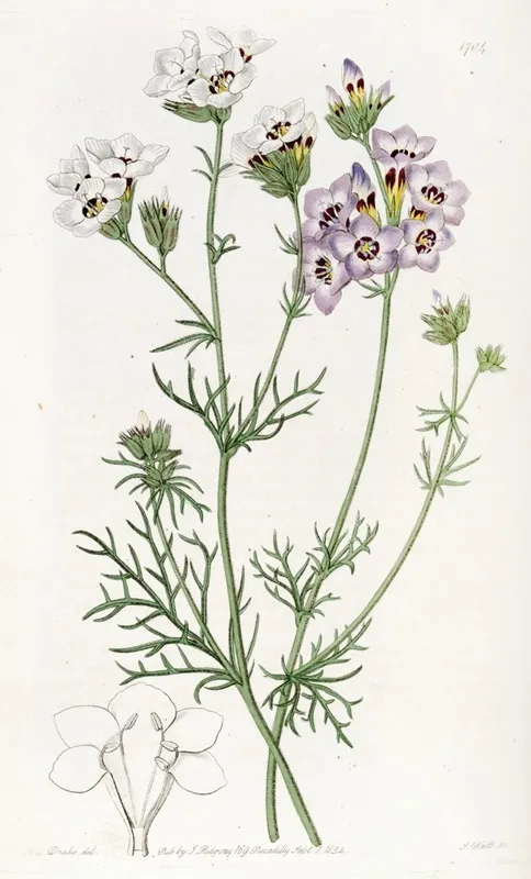 Three Coloured Gilia Wall Art by Sydenham Edwards - High-Resolution Digital Print