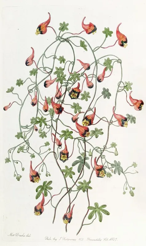 Three Coloured Tropaeolum Wall Art by Sydenham Edwards - High-Resolution Digital Print