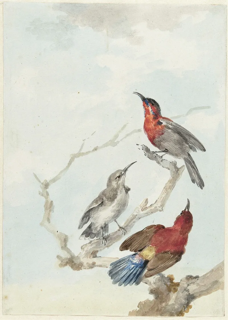 Three Crimson Sunbirds Wall Art by Aert Schouman - High-Resolution Digital Print