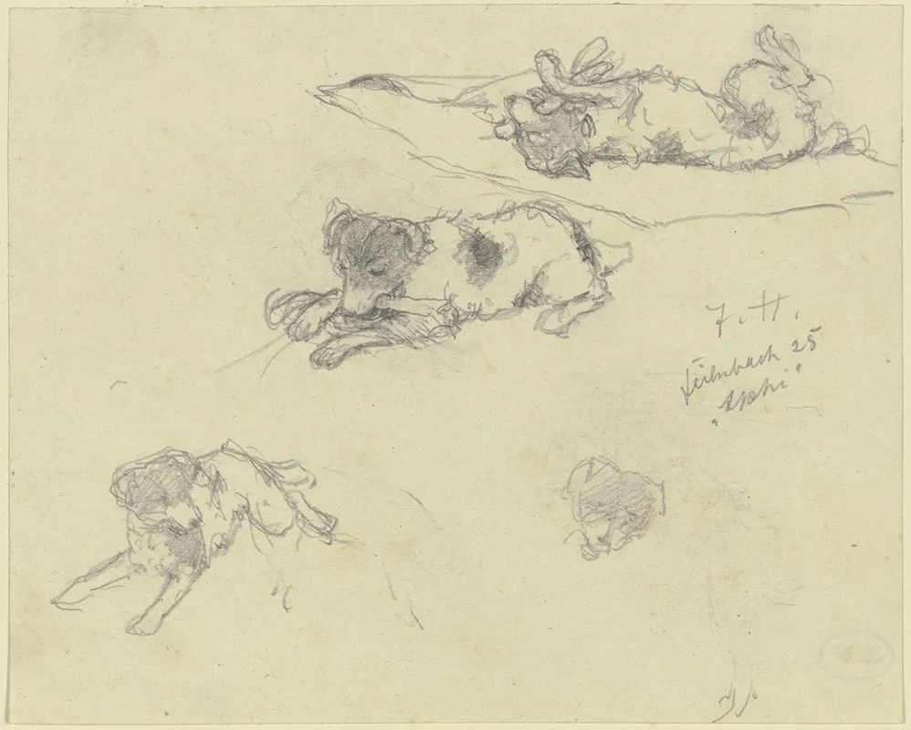 Three Dog Studies