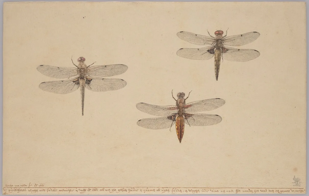 Three Dragonflies Wall Art by Rochus van Veen - High-Resolution Digital Print