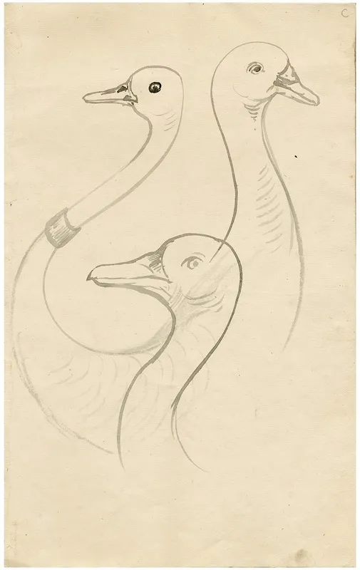 Three Heads Of Gooses Leaf Of A Sketchbook