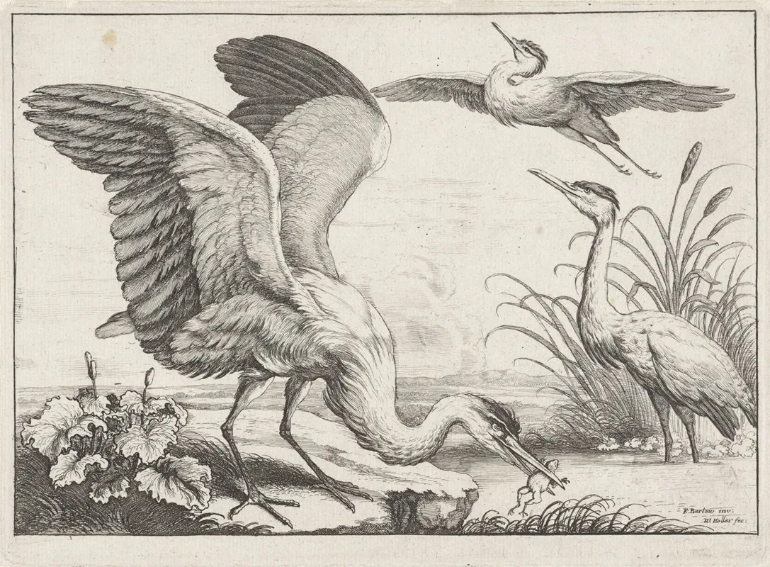 Three Herons One With Its Wings Outstretched Snatches A Frog From The River While Another Takes Off