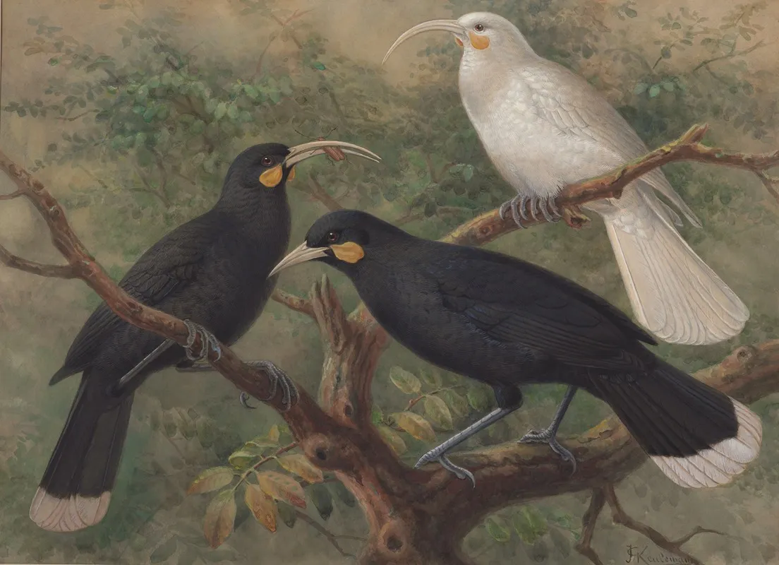 Three Huia Heteralocha Acutirostris Wall Art by John Gerrard Keulemans - High-Resolution Digital Print