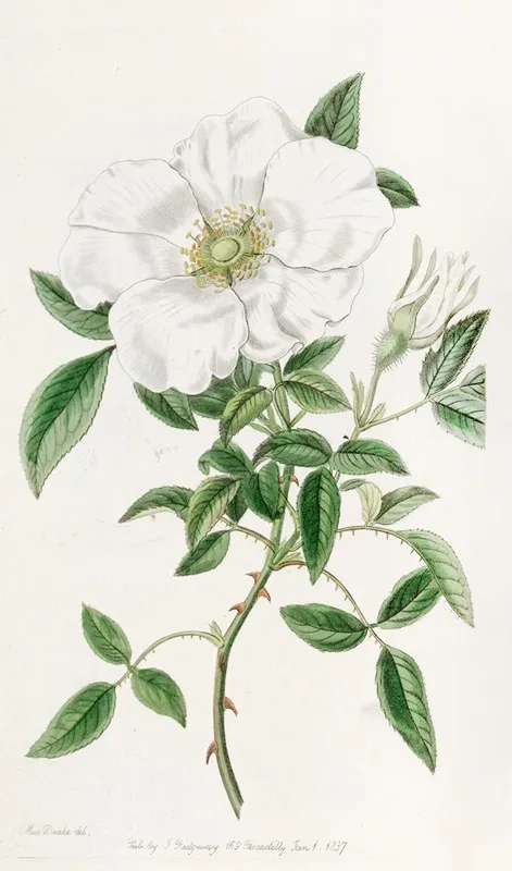 Three Leaved China Rose Wall Art by Sydenham Edwards - High-Resolution Digital Print