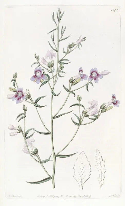 Three Leaved Pentstemon Wall Art by Sydenham Edwards - High-Resolution Digital Print