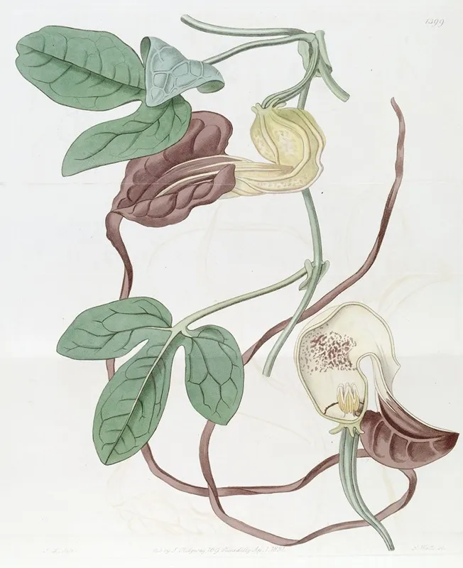 Three Lobed Birthwort Wall Art by Sydenham Edwards - High-Resolution Digital Print