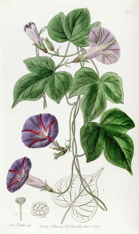 Three Lobed Convolvulus Major Wall Art by Sydenham Edwards - High-Resolution Digital Print