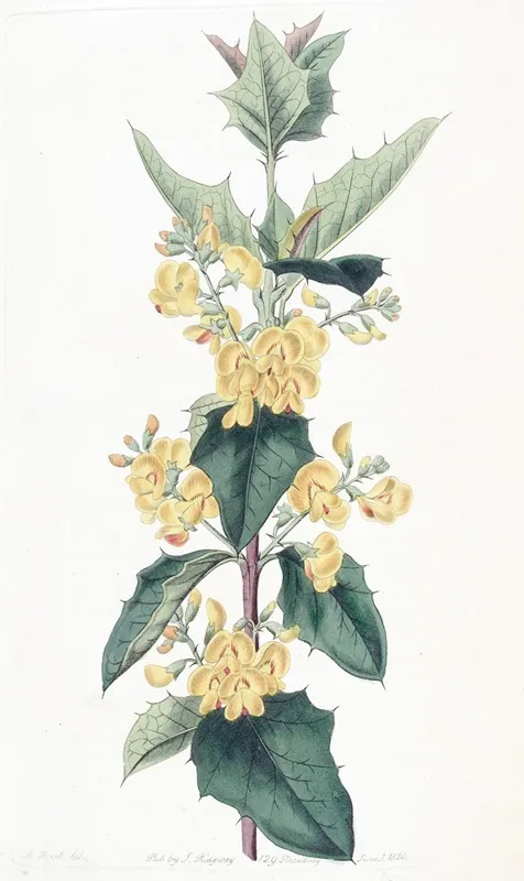 Three Lobed Podolobium Wall Art by Sydenham Edwards - High-Resolution Digital Print