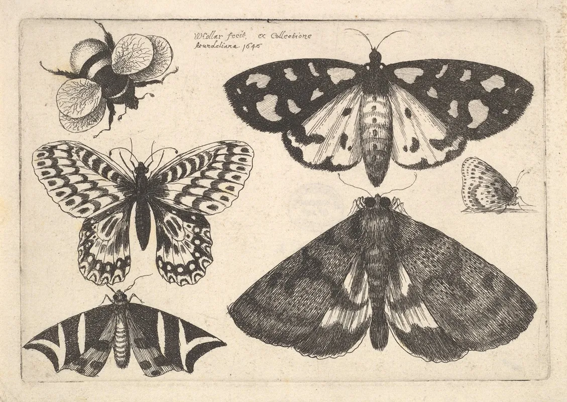 Three Moths Two Butterflies And A Bumble Bee