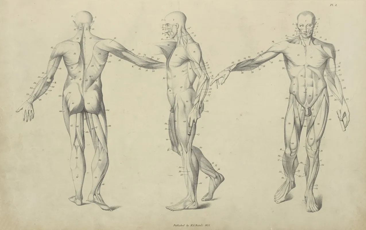 Three Poses Of Musculature Wall Art by M.A. Nattali - High-Resolution Digital Print