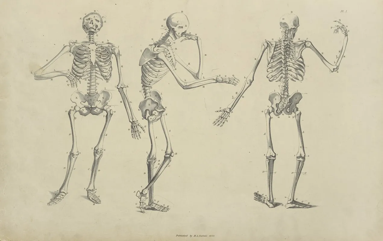 Three Poses Of Skeleton Wall Art by M.A. Nattali - High-Resolution Digital Print