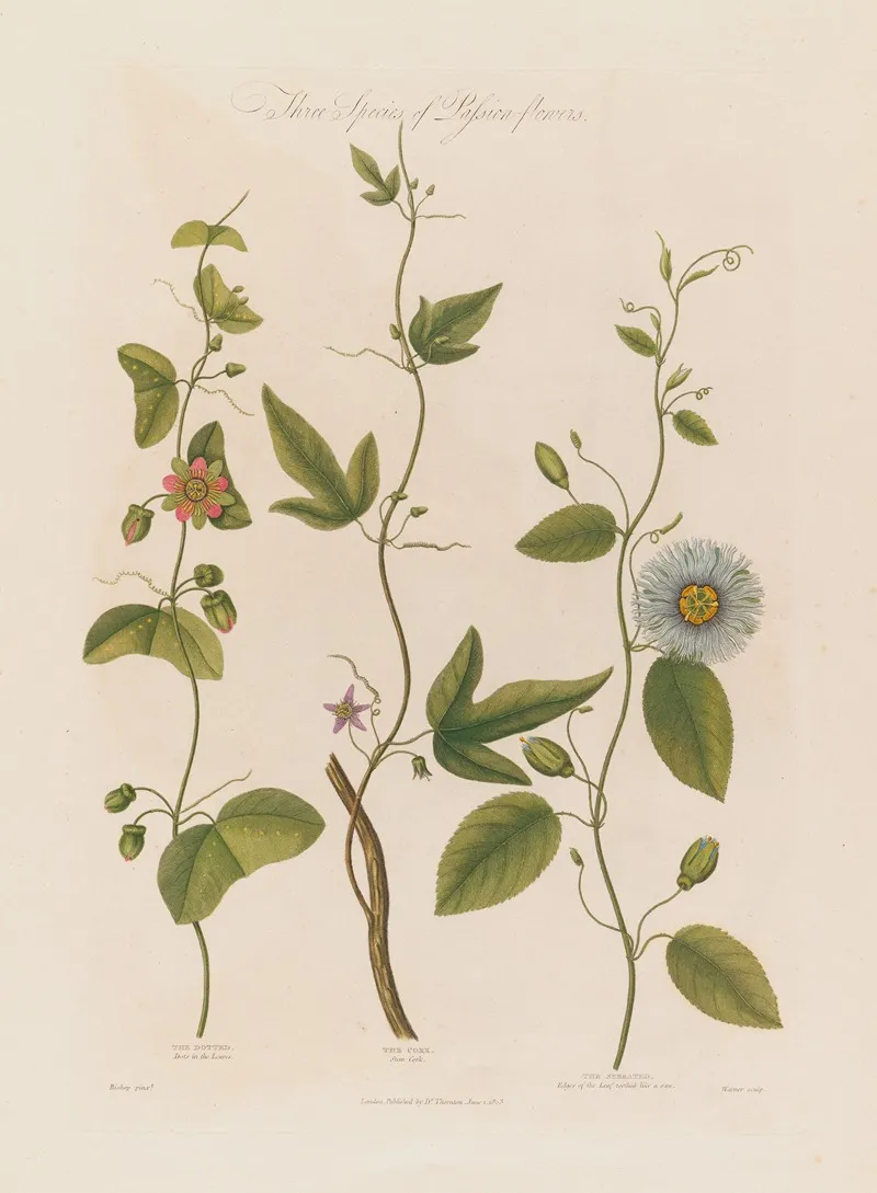 Three Species Of Passion Flowers The Dotted The Cork The Serrated Wall Art by Robert John Thornton - High-Resolution Digital Print