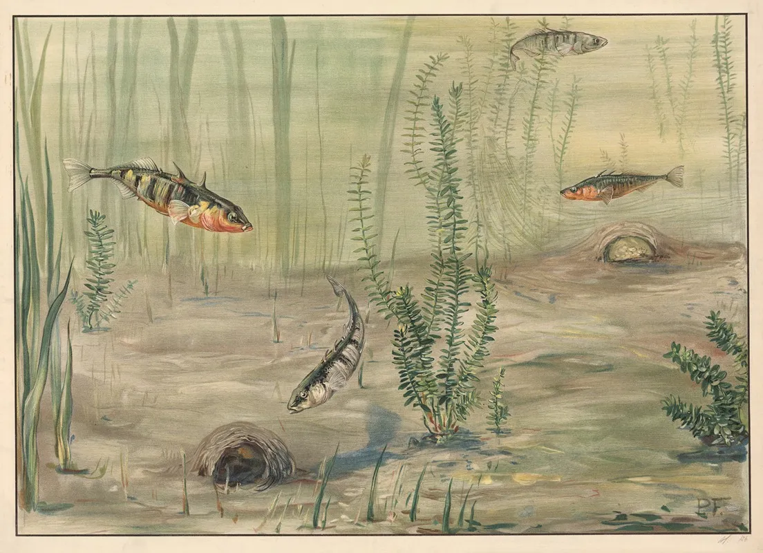 Three Spined Stickleback Wall Art by Paul Flanderky - High-Resolution Digital Print