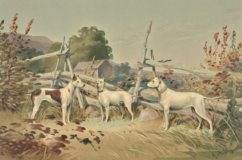 Three Standing White Dogs With Cropped Ears One With Liver Spots Wall Art by Alexander Pope Jr. - High-Resolution Digital Print