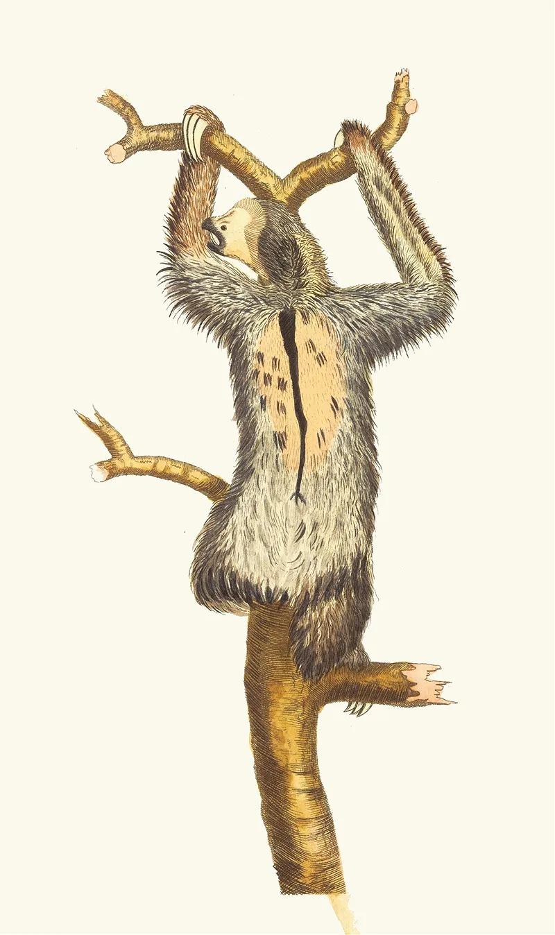Three Toed Sloth Wall Art by George Shaw - High-Resolution Digital Print