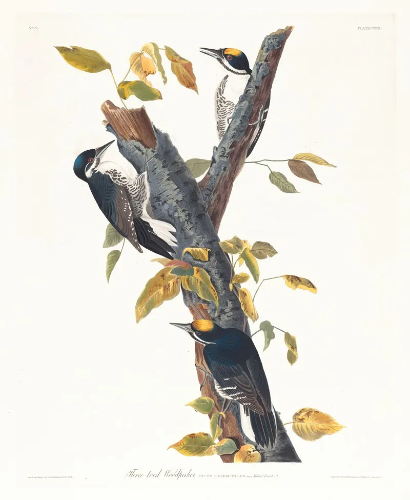 Three Toed Woodpecker Wall Art by John James Audubon - High-Resolution Digital Print