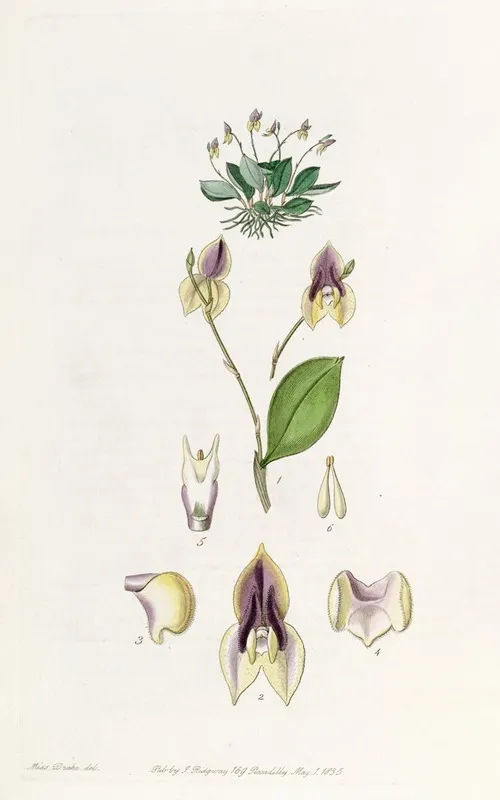 Three Toothed Lepanthes Wall Art by Sydenham Edwards - High-Resolution Digital Print