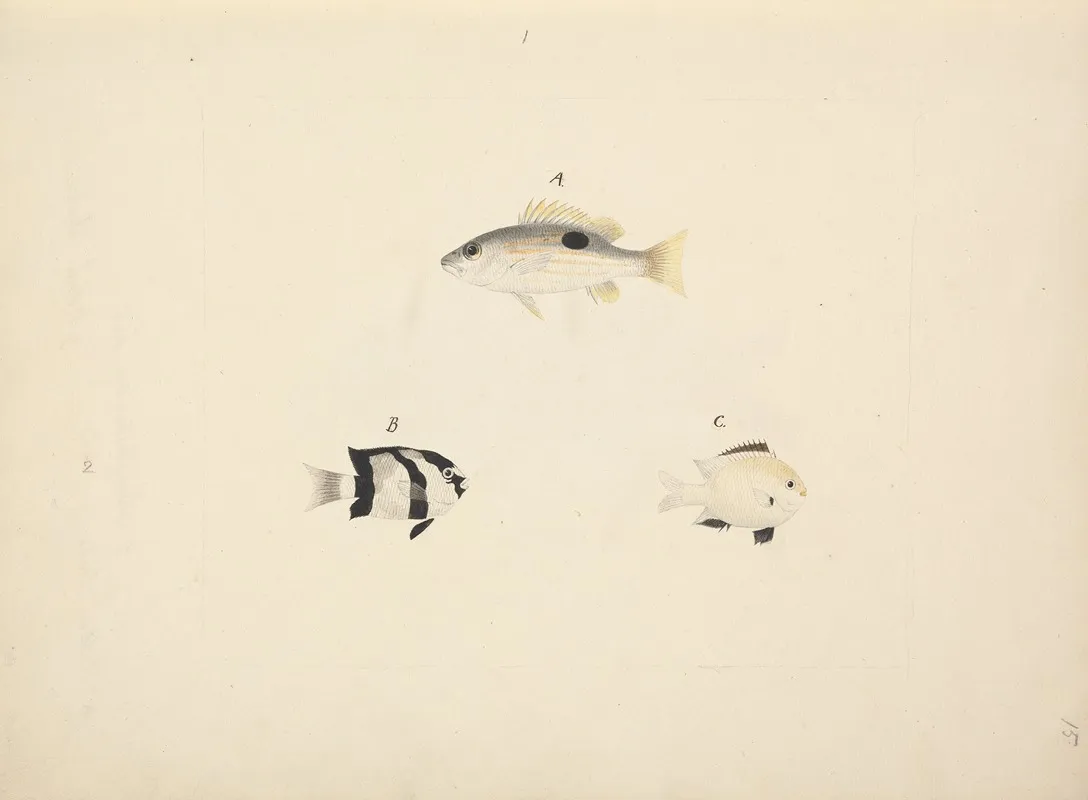 Three Unidentified Fish
