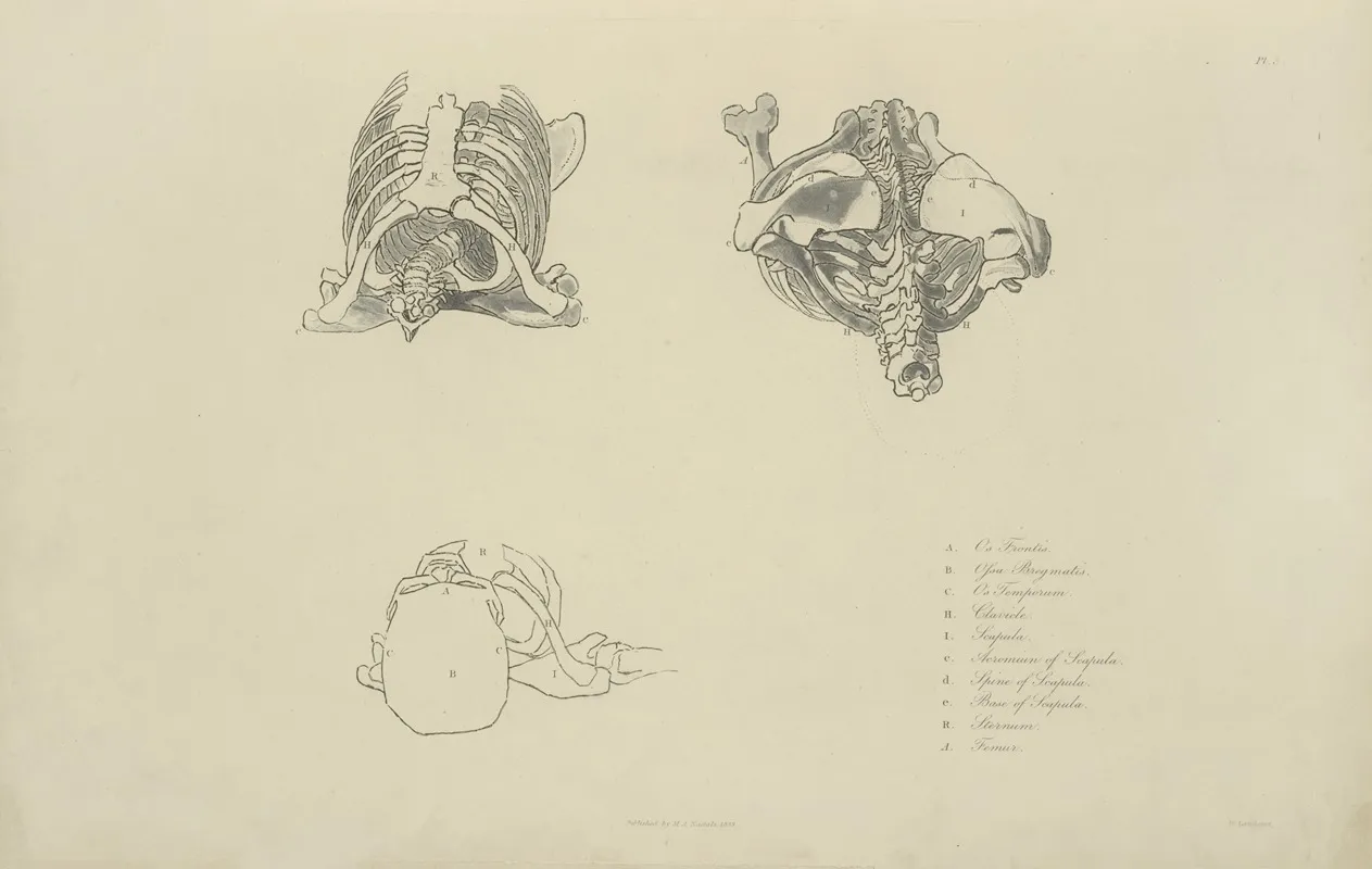 Three Views Of Bones Of Upper Torso Wall Art by M.A. Nattali - High-Resolution Digital Print