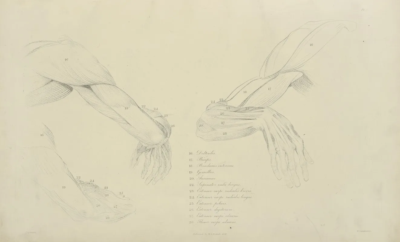 Three Views Of The Musculature Of The Arm Wall Art by M.A. Nattali - High-Resolution Digital Print