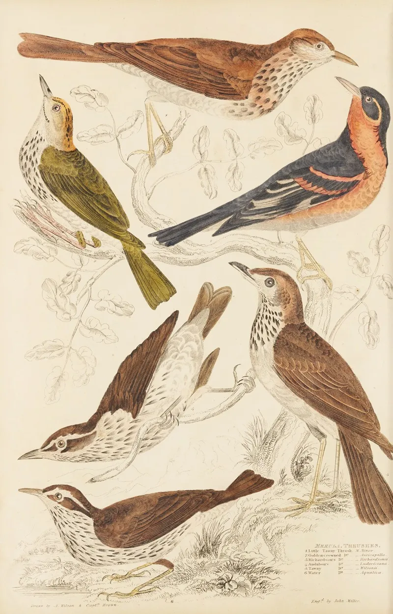 Thrushes Wall Art by William MacGillivray - High-Resolution Digital Print
