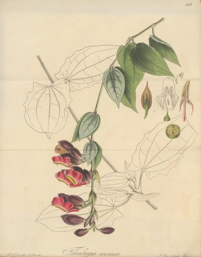 Thunbergia Coccinea Wall Art by William Jackson Hooker - High-Resolution Digital Print