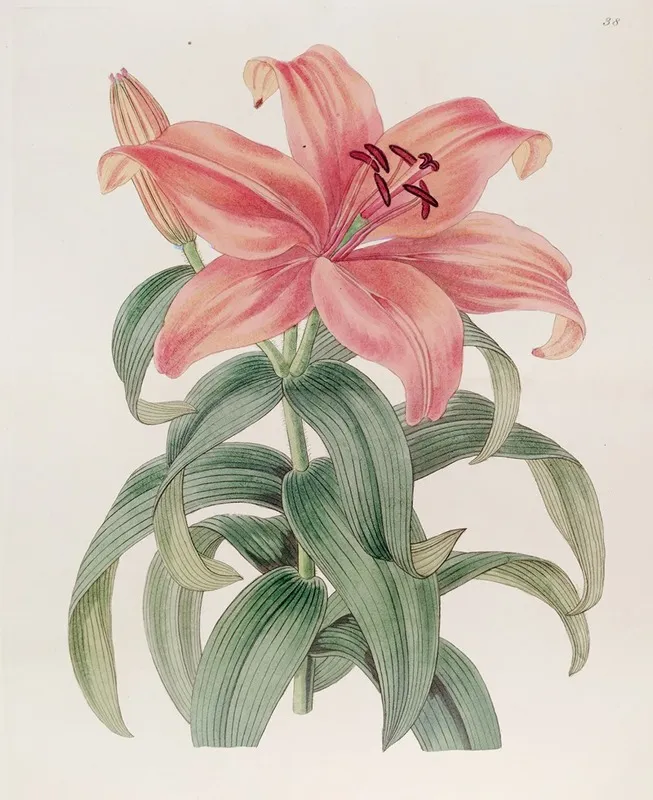 Thunbergs Orange Lily Wall Art by Sydenham Edwards - High-Resolution Digital Print