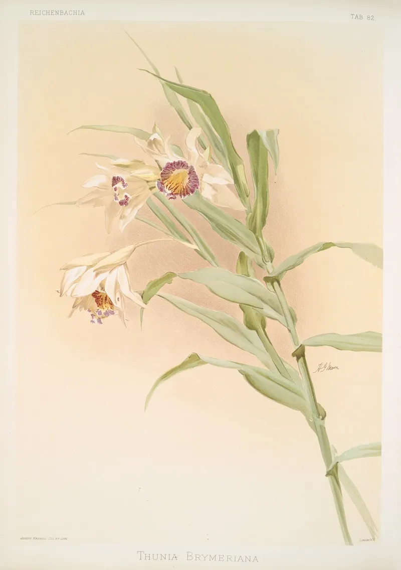 Thunia Brymeriana Wall Art by Frederick Sander - High-Resolution Digital Print