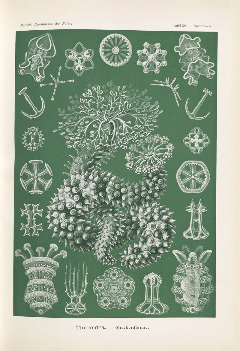 Thuroidea Gurkensterne Wall Art by Ernst Haeckel - High-Resolution Digital Print