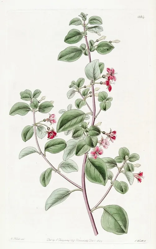Thyme Leaved Fuchsia Wall Art by Sydenham Edwards - High-Resolution Digital Print