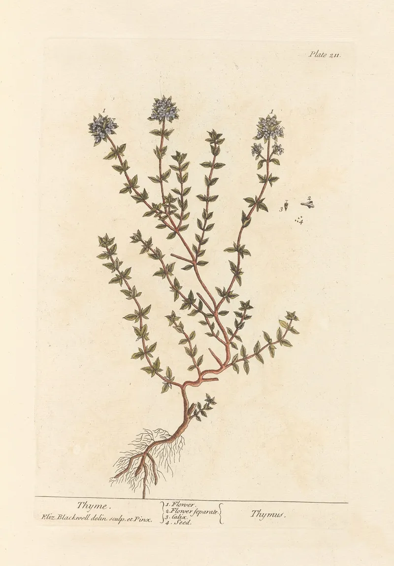 Thyme Wall Art by Elizabeth Blackwell - High-Resolution Digital Print