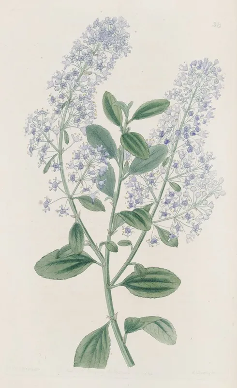 Thyrse Bearing Ceanothus Wall Art by Sydenham Edwards - High-Resolution Digital Print
