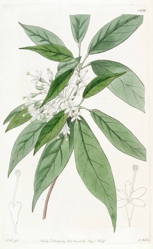 Thyrse Flowered Reevesia Wall Art by Sydenham Edwards - High-Resolution Digital Print