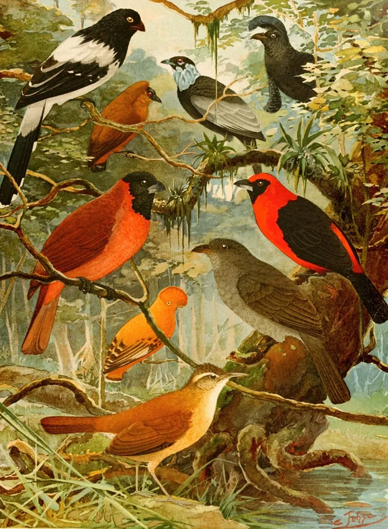 Tie Tinga Pipira Cri Cri O Loao De Barro Gallo Da Serra Pavao Do Mato Wall Art by Emil August Göldi - High-Resolution Digital Print