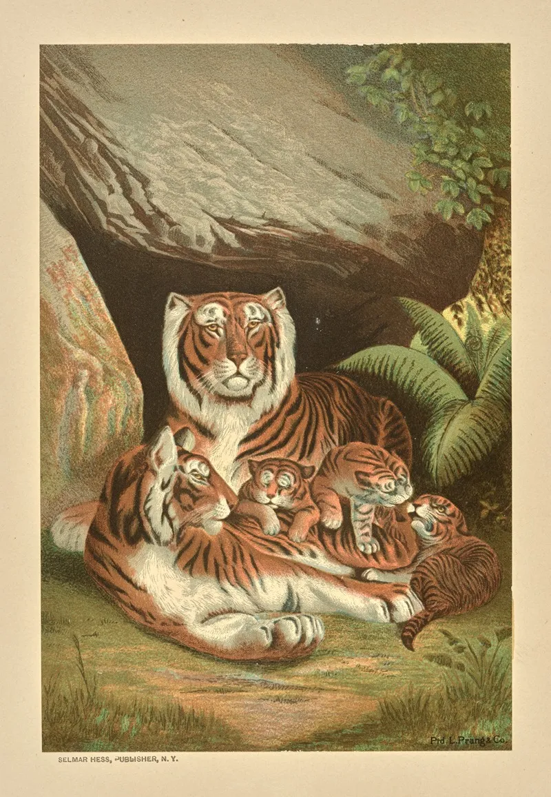Tiger 12