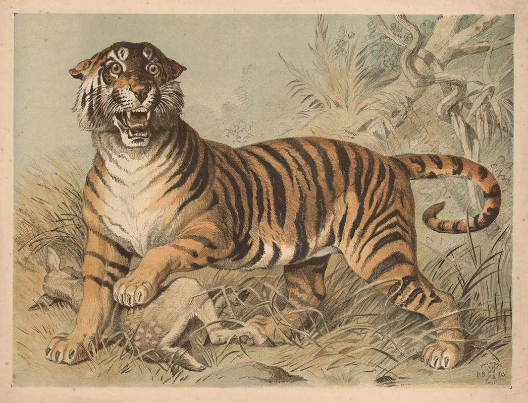 Tiger 17