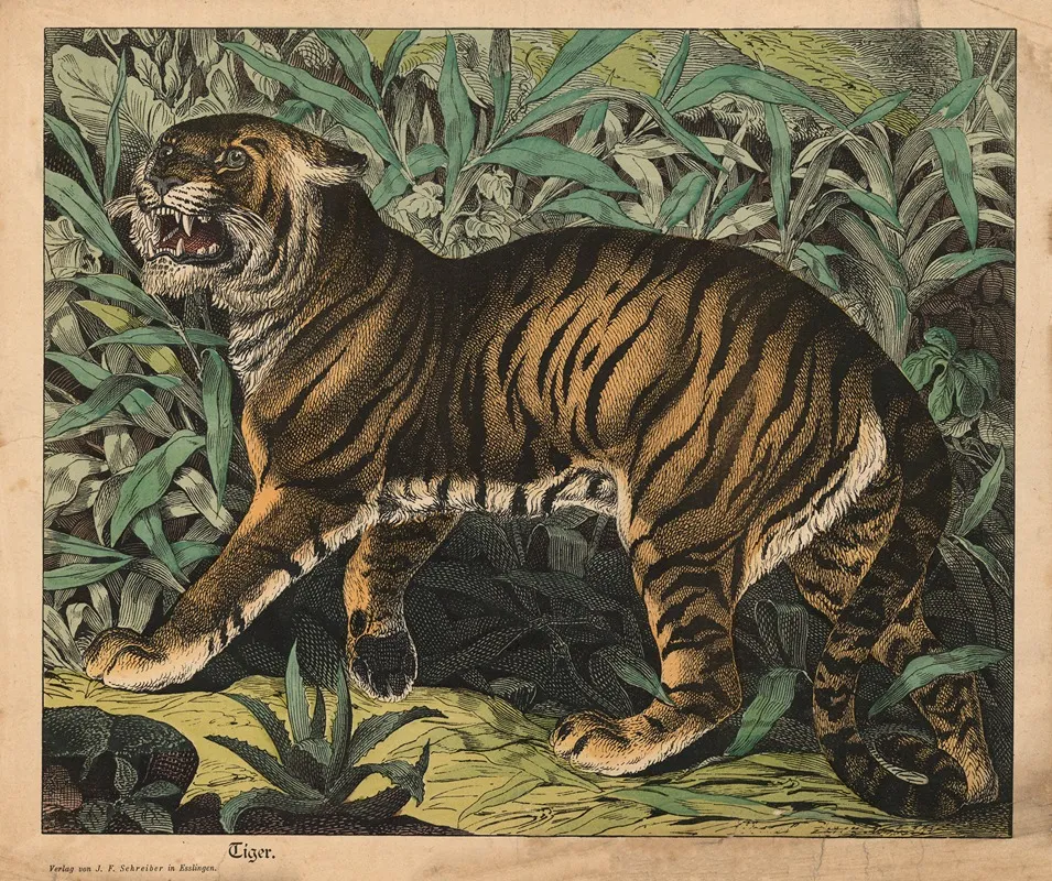 Tiger 19