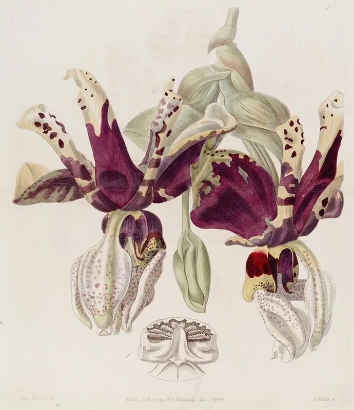 Tiger Flowered Stanhopea Wall Art by Sydenham Edwards - High-Resolution Digital Print