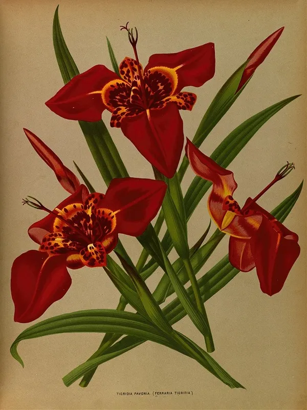 Tigridia Pavonia Ferraria Tigridia Wall Art by Arentina Hendrica Arendsen - High-Resolution Digital Print