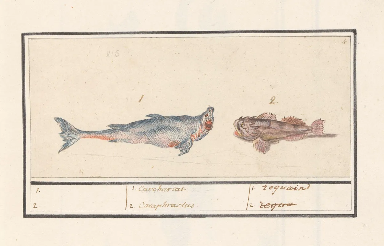 Tijgerhaai Carcharias En Een Schorpioenvis Scorpaenidae 1 Carcharias 2 Cataphractus 1 Requain Wall Art by Anselmus Boëtius de Boodt - High-Resolution Digital Print