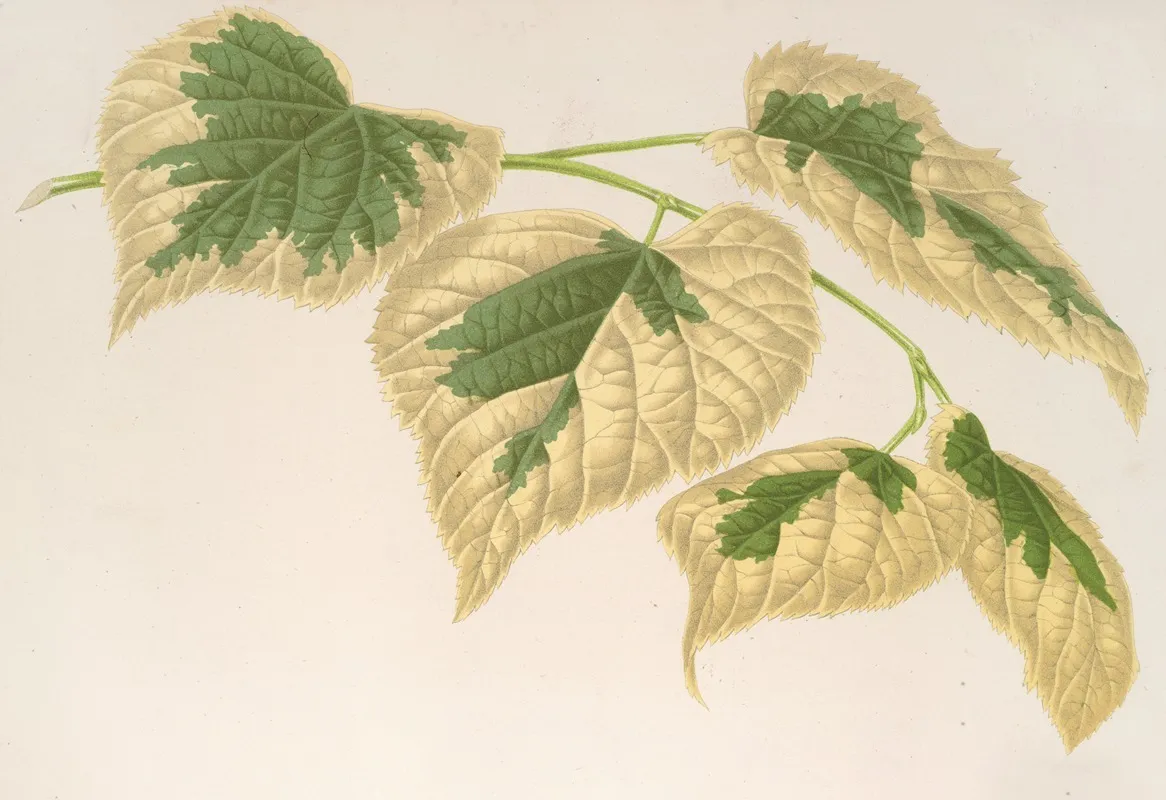 Tilia Parvifolia Var Fol Varieg Wall Art by Charles Antoine Lemaire - High-Resolution Digital Print