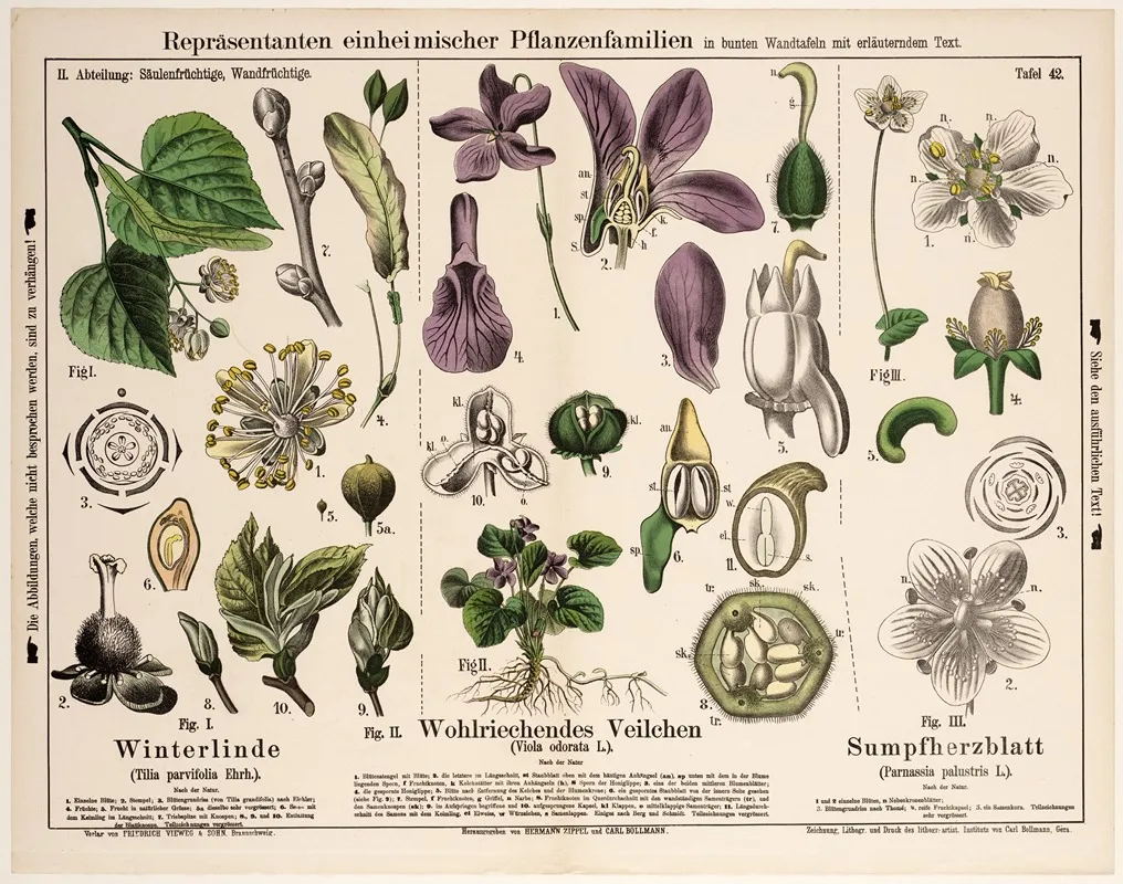 Tilia Parvifolia Viola Odorata Parnassia Palustris Winterlinde Maarts Viooltje Parnassia Wall Art by Hermann Zippel - High-Resolution Digital Print