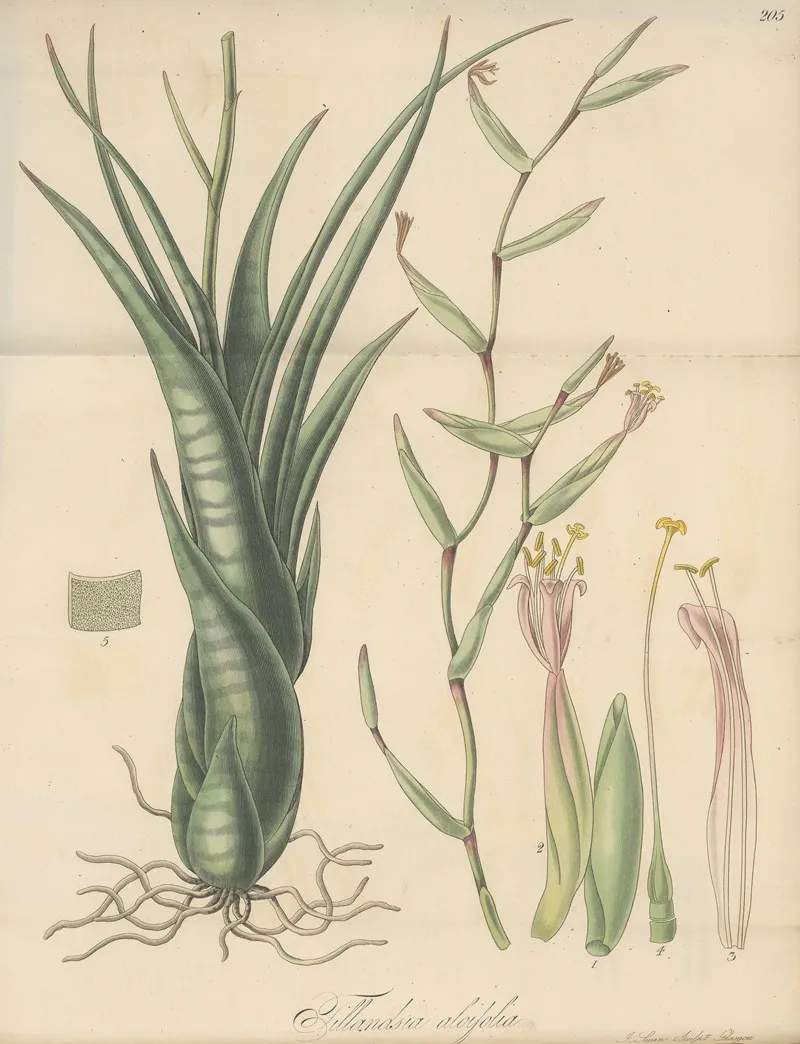 Tillandsia Aloifolia Wall Art by William Jackson Hooker - High-Resolution Digital Print