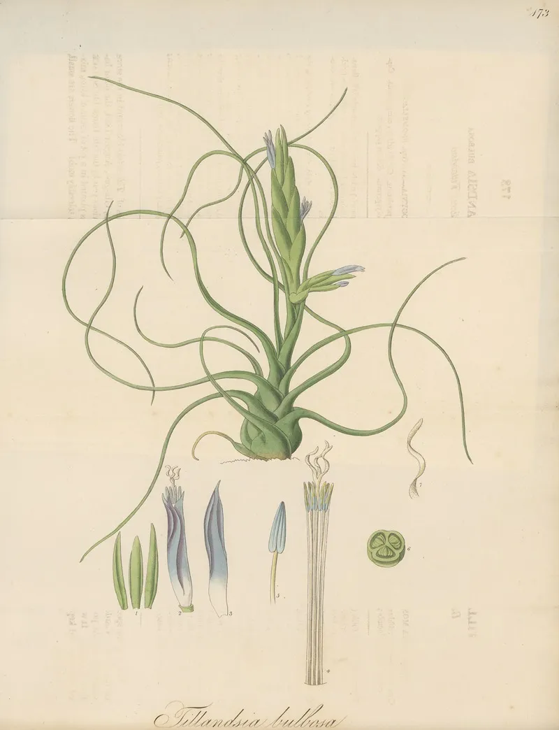 Tillandsia Bulbosa Wall Art by William Jackson Hooker - High-Resolution Digital Print