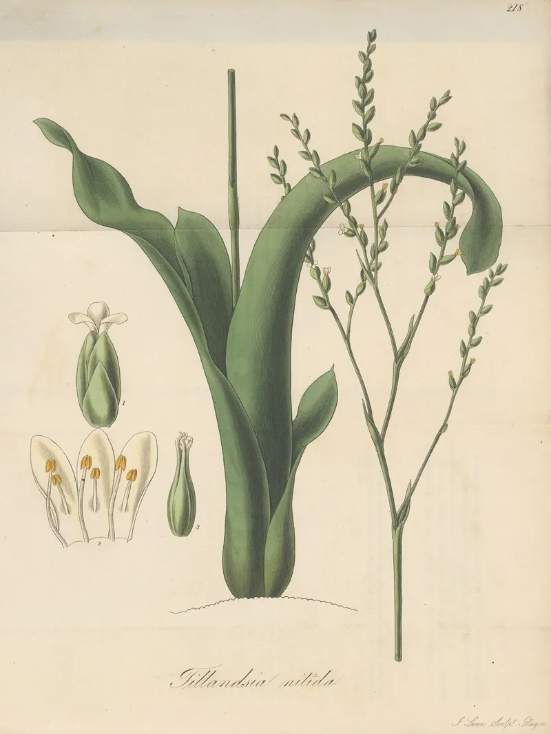 Tillandsia Nitida Wall Art by William Jackson Hooker - High-Resolution Digital Print