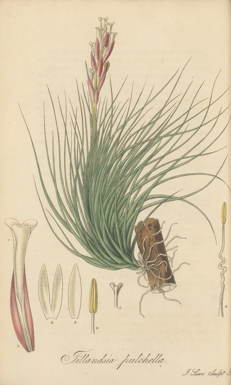 Tillandsia Pulchella Wall Art by William Jackson Hooker - High-Resolution Digital Print