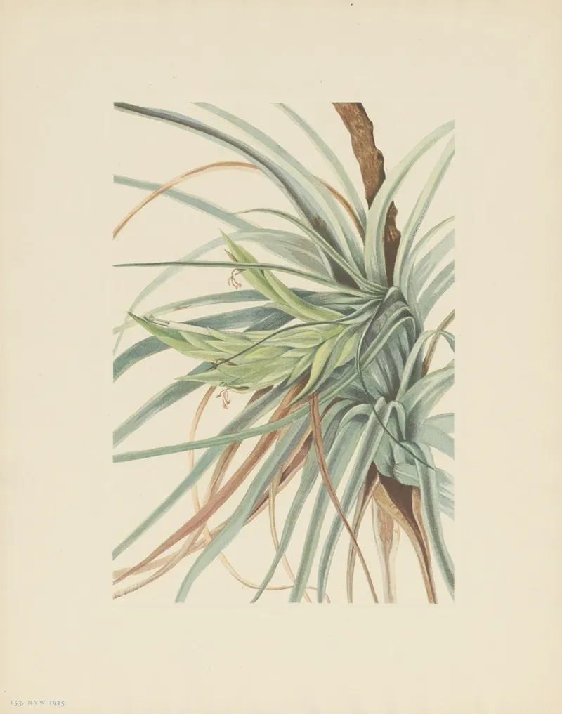 Tillandsia Tillandsia Fasciculata 2