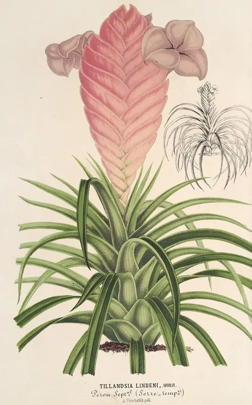 Tilllandsia Lindeni Wall Art by Charles Antoine Lemaire - High-Resolution Digital Print
