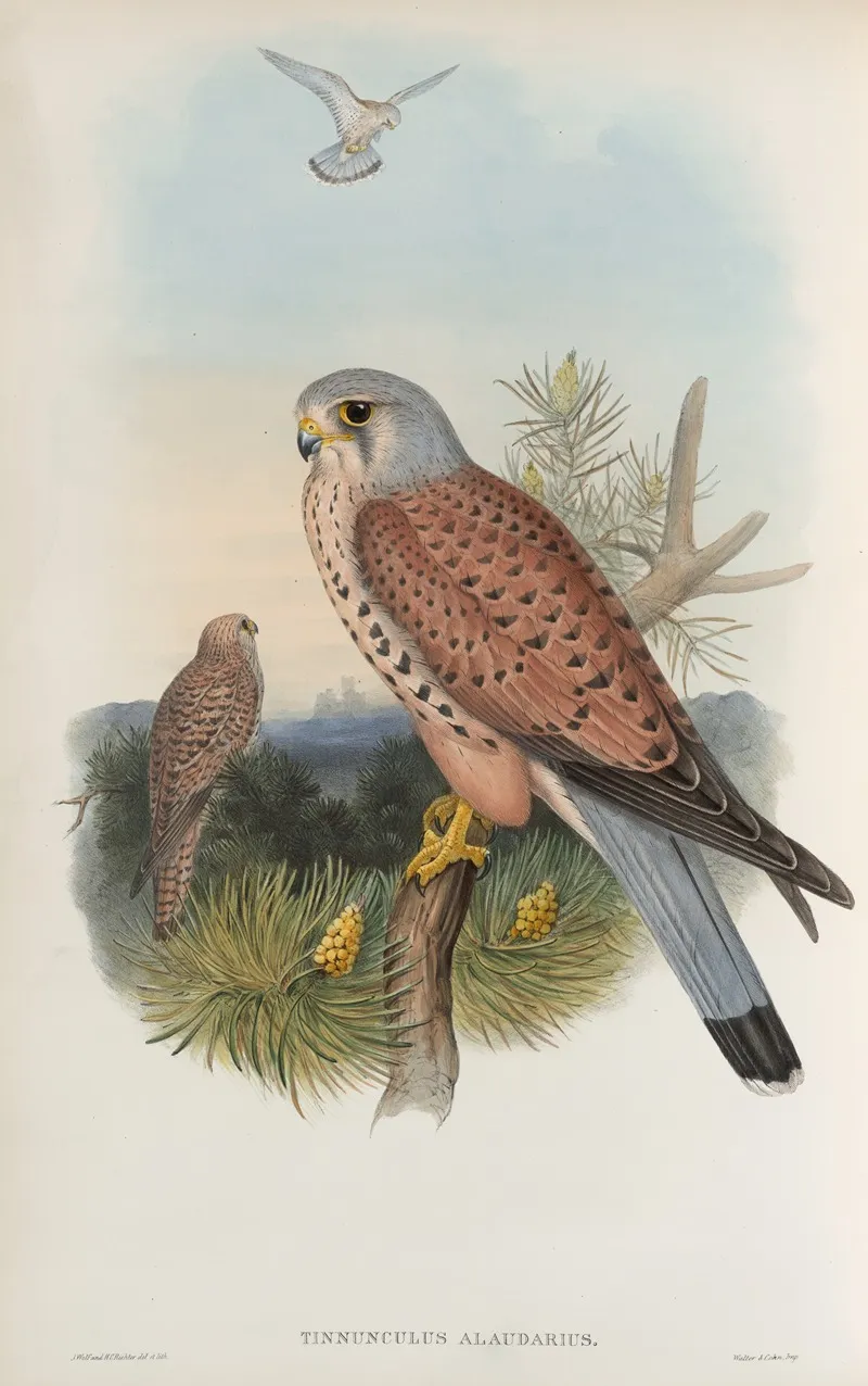 Tinnunculus Alaudarius Kestrel Wall Art by John Gould - High-Resolution Digital Print